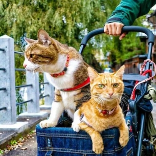 人活着不如猫系列 两只猫8年环游日本