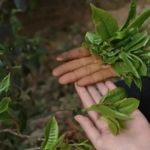 左手老挝冰咖啡右手榴莲菠萝蜜 能火过三亚真的不简单