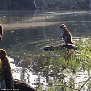 浣熊站在鳄鱼上“渡河”